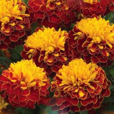 В чем особенность низкорослых бархатцев?