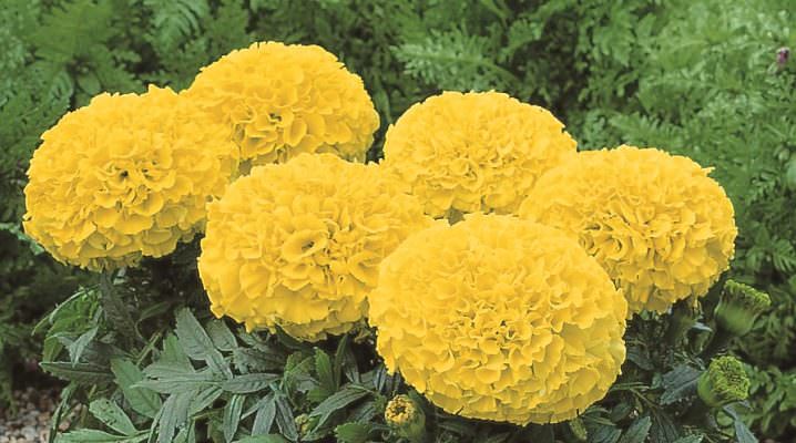 В чем особенность низкорослых бархатцев?