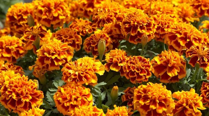 В чем особенность низкорослых бархатцев?