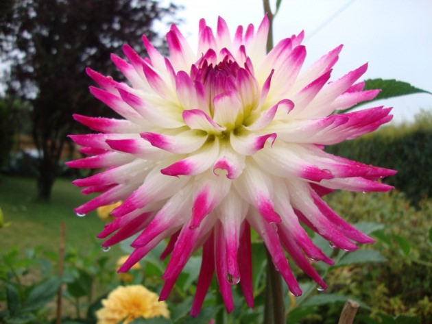 В чем особенности бордюрных георгин?