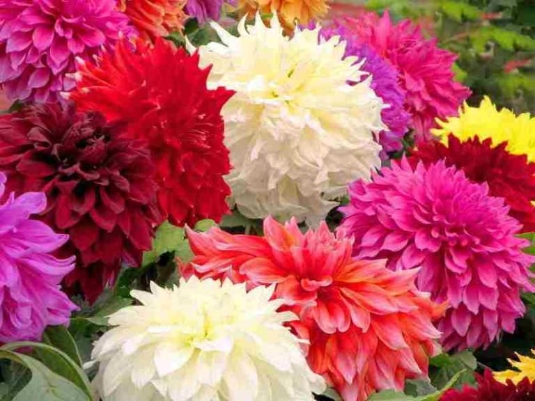 В чем особенности бордюрных георгин?