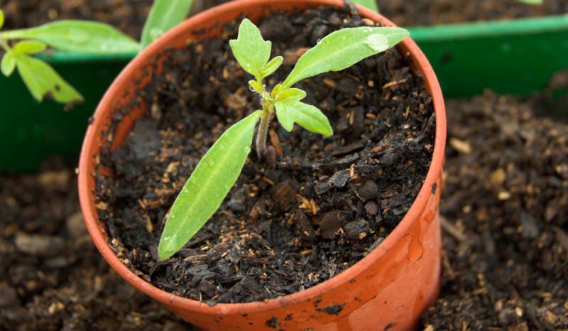 В каких случаях и почему не растет рассада помидоров в домашних условиях