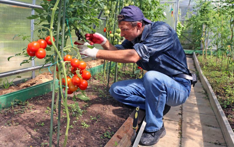 В каких случаях и почему опадают помидоры в теплице