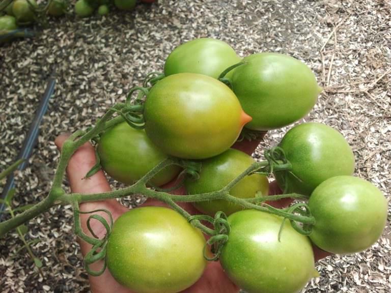 В каких случаях и почему опадают помидоры в теплице