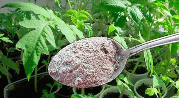 В какое время и как подкормить помидоры золой?