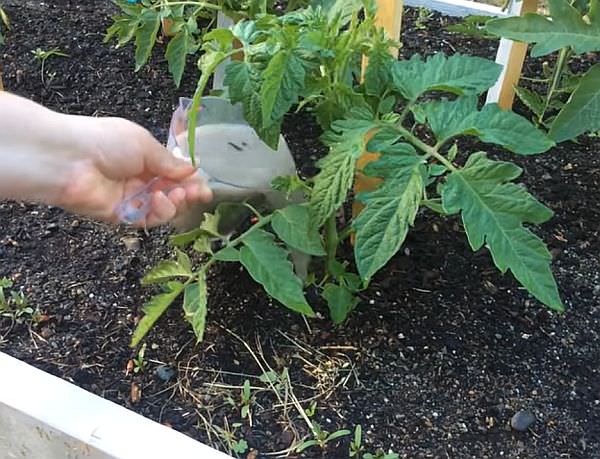 В какое время и как подкормить помидоры золой?