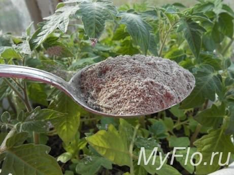 В какое время и как подкормить помидоры золой?