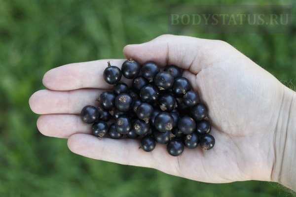 В какой ягоде больше всего витамина с