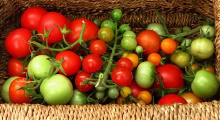 В поисках ответа: помидор — это овощ, фрукт или ягода?
