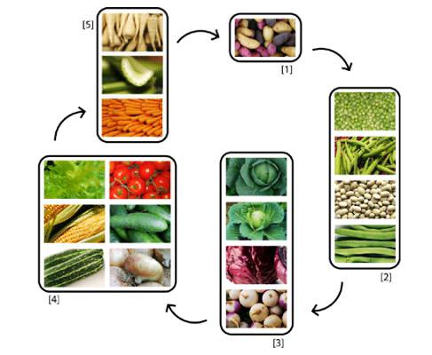 В помощь огороднику: что можно сажать после томатов?