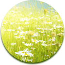 Варикобустер при варикозе – инструкция по применению, отзывы, аналоги, форма выпуска, побочные действия, противопоказания, цена