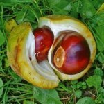 Варикобустер при варикозе – инструкция по применению, отзывы, аналоги, форма выпуска, побочные действия, противопоказания, цена