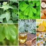 Варикобустер при варикозе – инструкция по применению, отзывы, аналоги, форма выпуска, побочные действия, противопоказания, цена