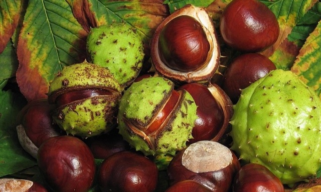 Варикоз на ногах у мужчин: как лечить, симптомы и признаки, чем опасен, профилактика, последствия