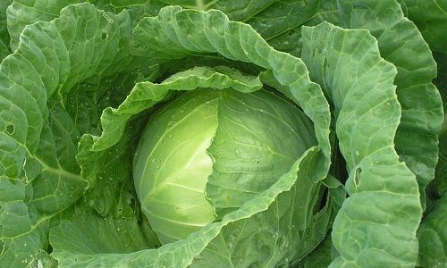 Варикоз половых губ при беременности: симптомы, причины, лечение, осложнения, профилактика, естественный роды при варикозе вен половых губ