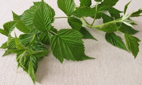 Варикоз влагалища: особенности родов при беременности, симптомы (как выглядит), как лечить