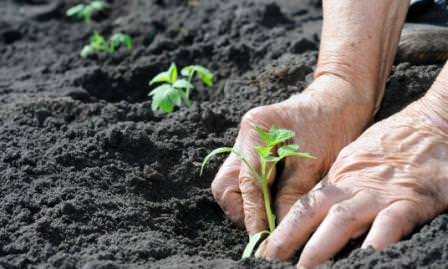 Важный фактор питания рассады помидор: расстояние