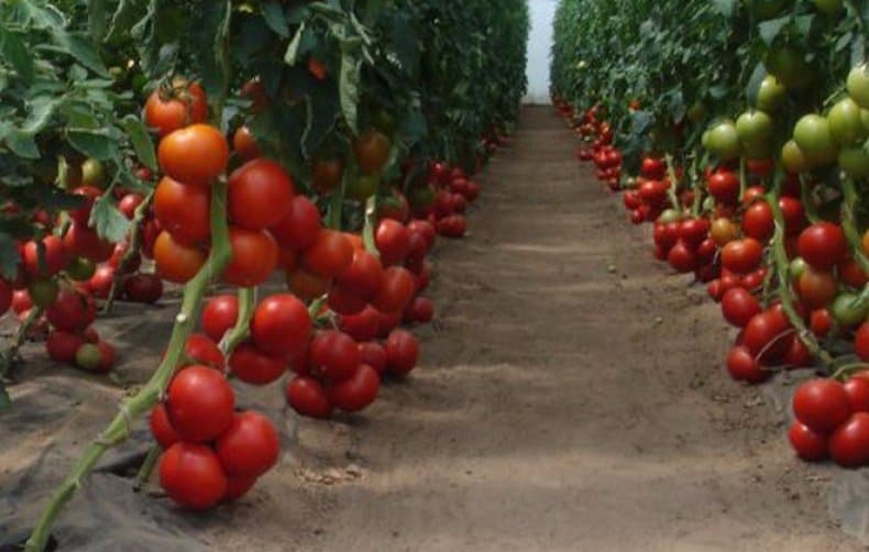 Важный фактор питания рассады помидор: расстояние