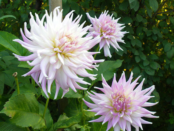 Великолепная георгина мингус: посадка и уход