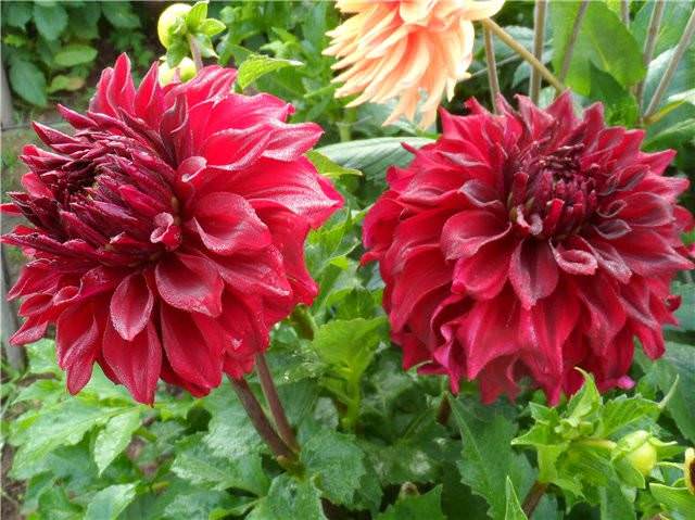 Великолепная георгина мингус: посадка и уход