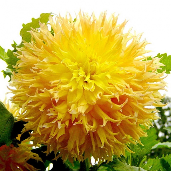 Великолепная георгина мингус: посадка и уход