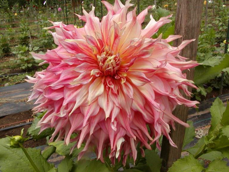 Великолепная георгина мингус: посадка и уход