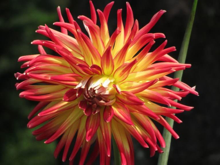 Великолепная георгина мингус: посадка и уход