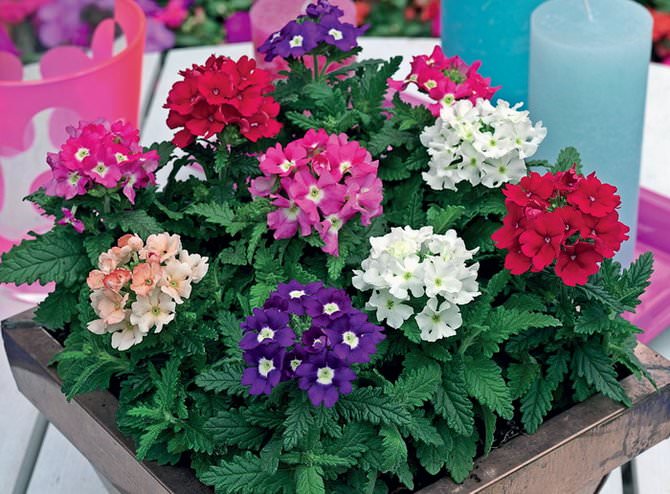 Вербена в саду: уход и выращивание