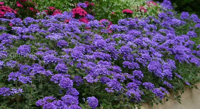 Вербена в саду: уход и выращивание