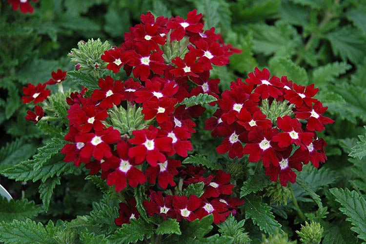 Вербена в саду: уход и выращивание