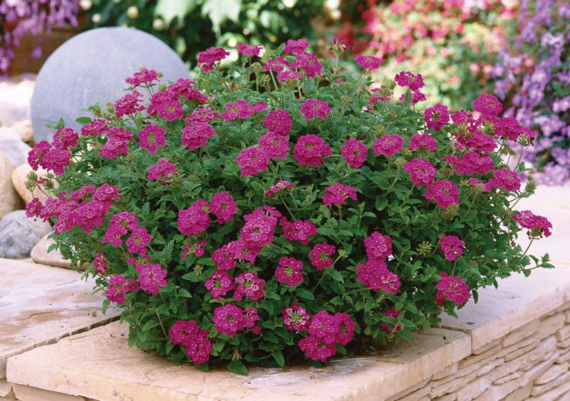 Вербена в саду: уход и выращивание