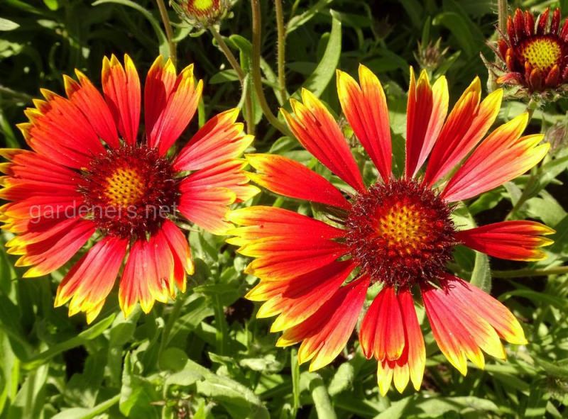 Видовое и сортовое разнообразие гайлардии