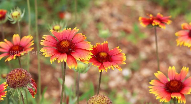 Видовое и сортовое разнообразие гайлардии
