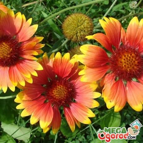 Видовое и сортовое разнообразие гайлардии