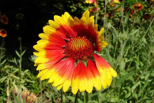 Видовое и сортовое разнообразие гайлардии