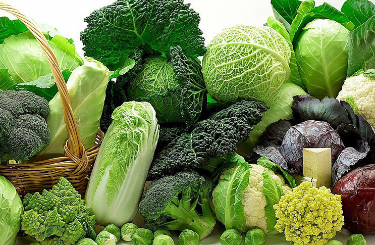 Виды капусты и особенности их выращивания