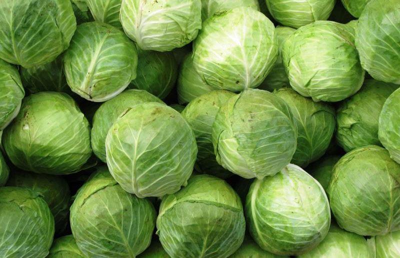Виды капусты и особенности их выращивания