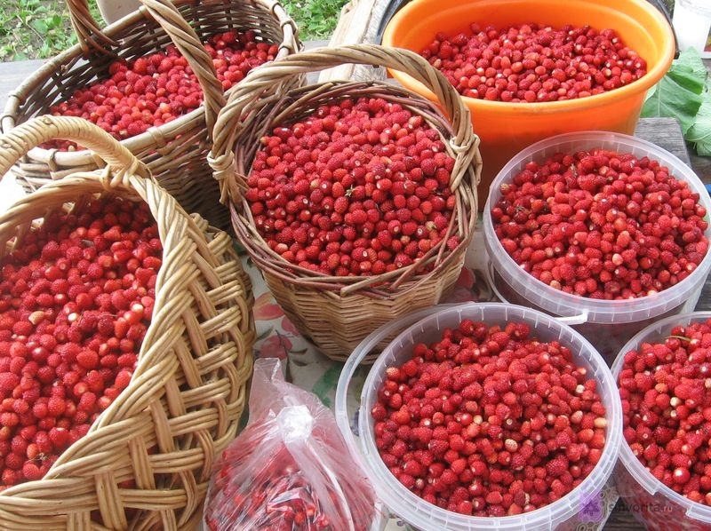 Витамин е при планировании