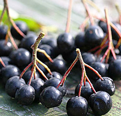 Витамин р что это такое