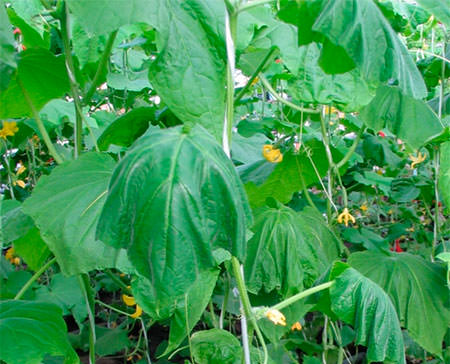 Вянут огурцы в теплице: почему так происходит и что делать