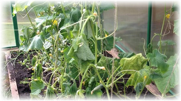 Вянут огурцы в теплице: почему так происходит и что делать