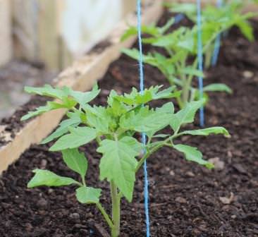 Вкусные овощи круглый год: посадка помидор в парник