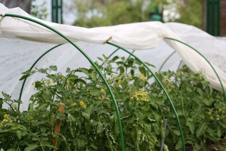 Вкусные овощи круглый год: посадка помидор в парник