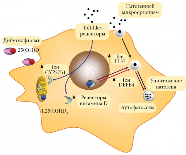 Влияние витамина д на организм человека