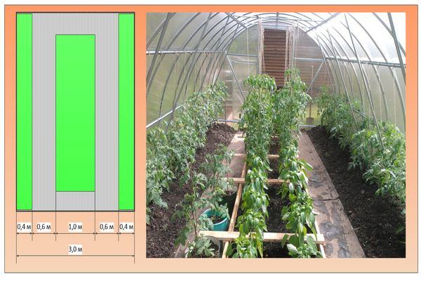Возможные варианты схем посадки томатов в теплице 3х6