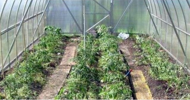 Возможные варианты схем посадки томатов в теплице 3х6