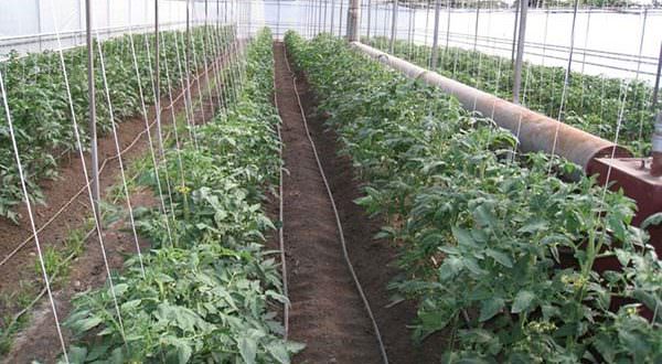 Возможные варианты схем посадки томатов в теплице 3х6