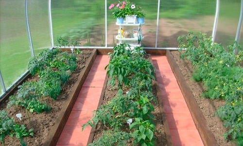 Возможные варианты схем посадки томатов в теплице 3х6