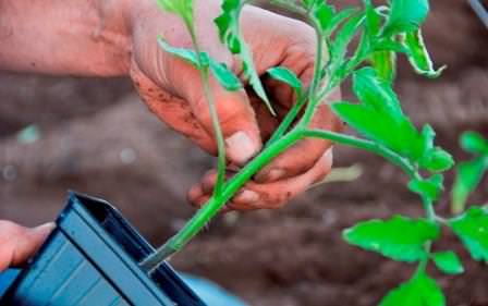 Возможные варианты схем посадки томатов в теплице 3х6