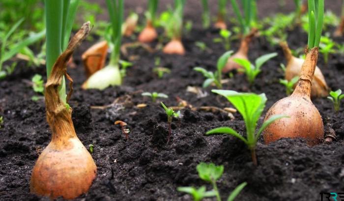 Выбираем лучшие дни в 2018 году для посадки лука по лунному календарю